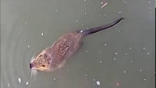 Id&Ann Rat Gondin Valentine