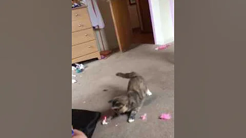 Lazier cat