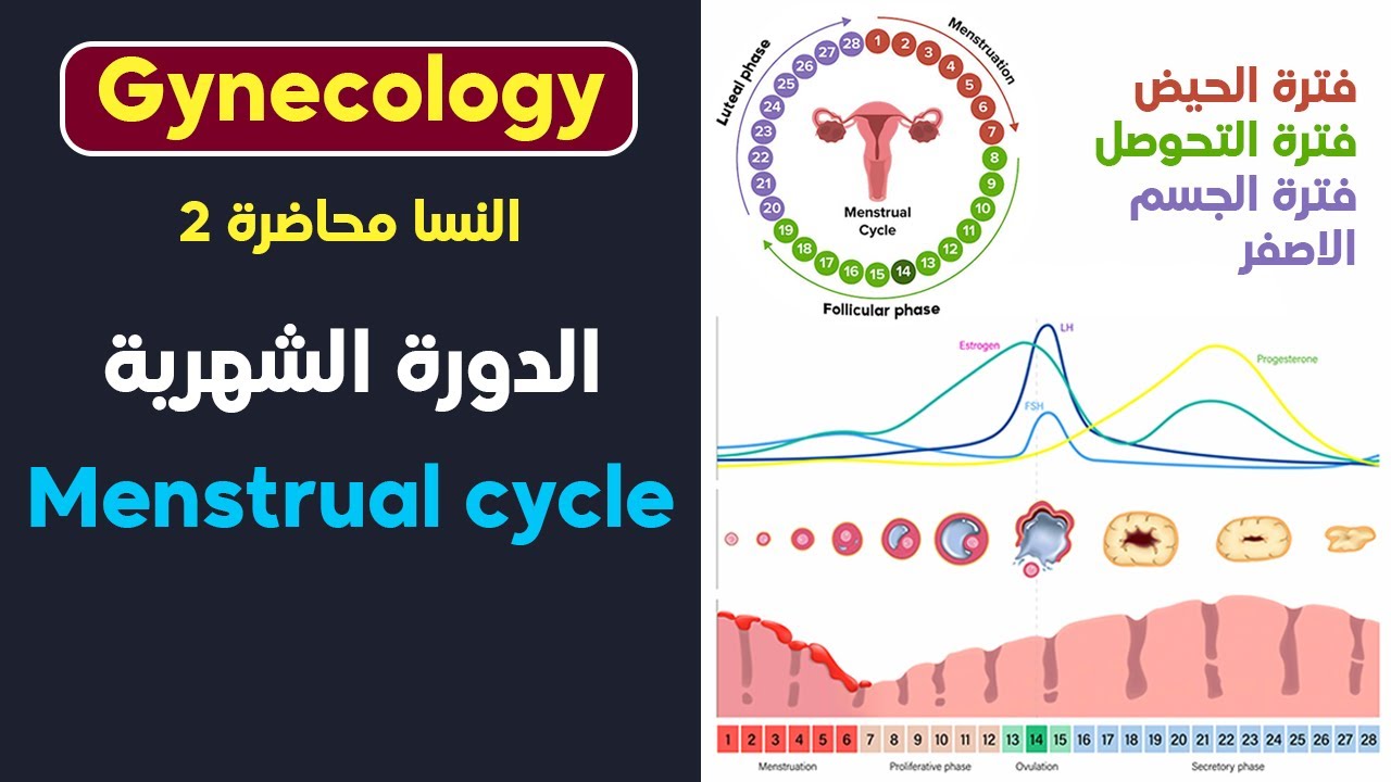Menstrual cycle | الدورة الشهرية
