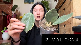 🍌 HAUL GROWJUNGLE & J’AI SAUTÉ PAR LA FENÊTRE 💀🍌