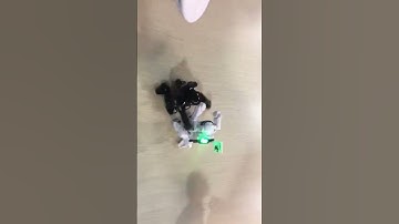 RC Battle Fighting Robot Remote Control Sense Control Smart robot