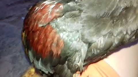 Qaib qus 100% seej zoo heev