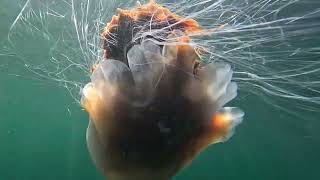 Underwater Shots Of Jelly Fish Including My First Shots Of A Compass Jelly. Isle of Skye