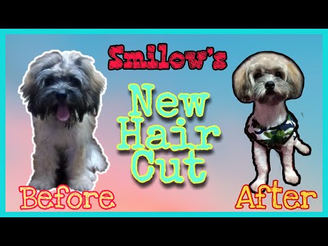 FIRST TIME MAG PA GROOM | SHIH TZU X POODLE