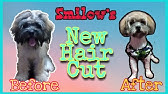 Our Playful Smilow Shih Tzu X Poodle Youtube