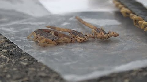How you can protect your home as "scorpion season" arrives