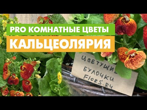 Кальцеолярия - булочки или башмачки? Растение - букет или на всю жизнь? Давайте знакомиться.