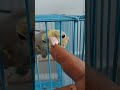 #cockatiel Showing Love 🦜💕 So Adorable!  #birds  #trending #cockatiel #vairalshort