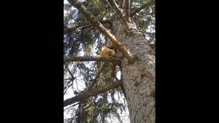 Talking Squirrel screenshot 5