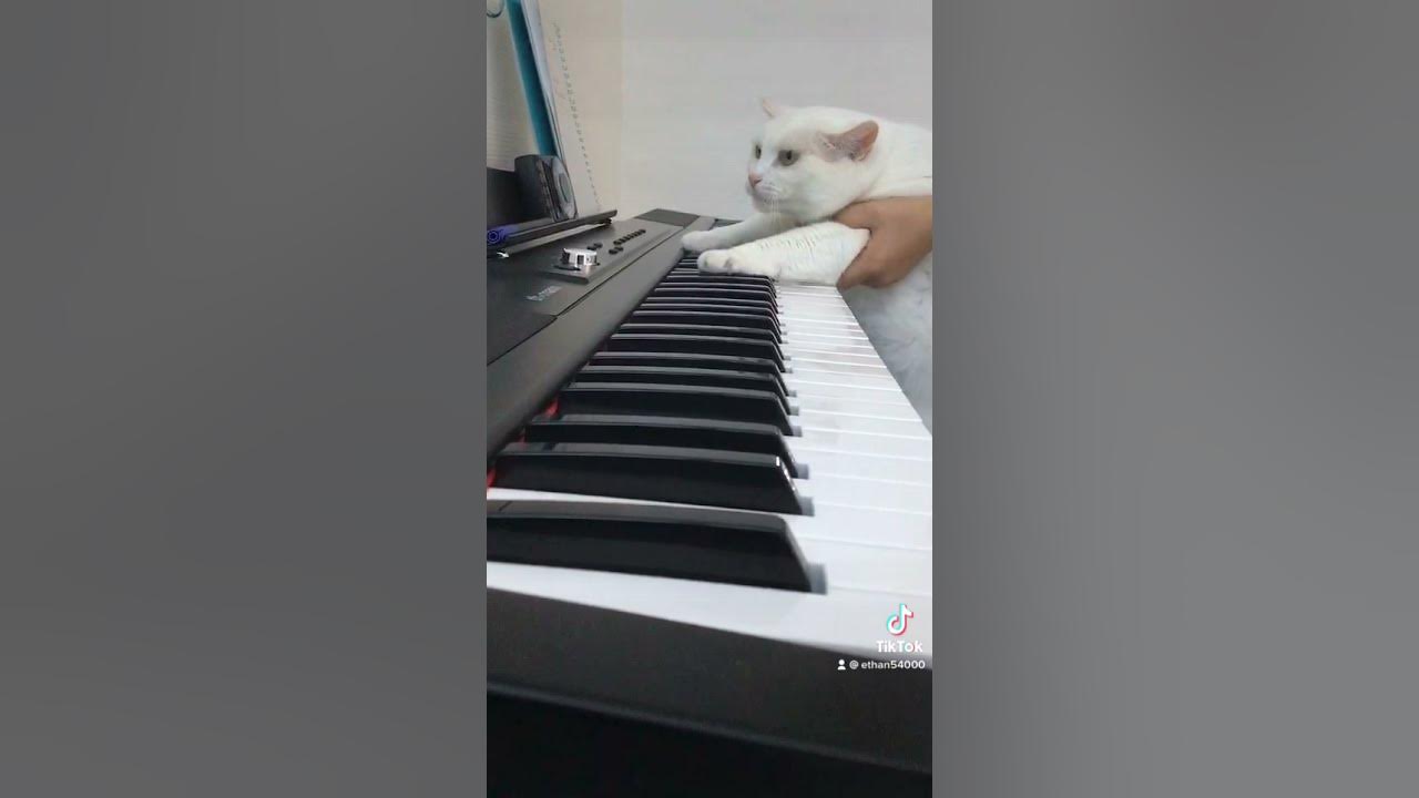 Chat qui joue du piano YouTube Chat qui joue du piano YouTube