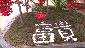 Một điểm đến nhiều lựa chọn để mua cây chơi tết - bonsai display on the occasion of Tet