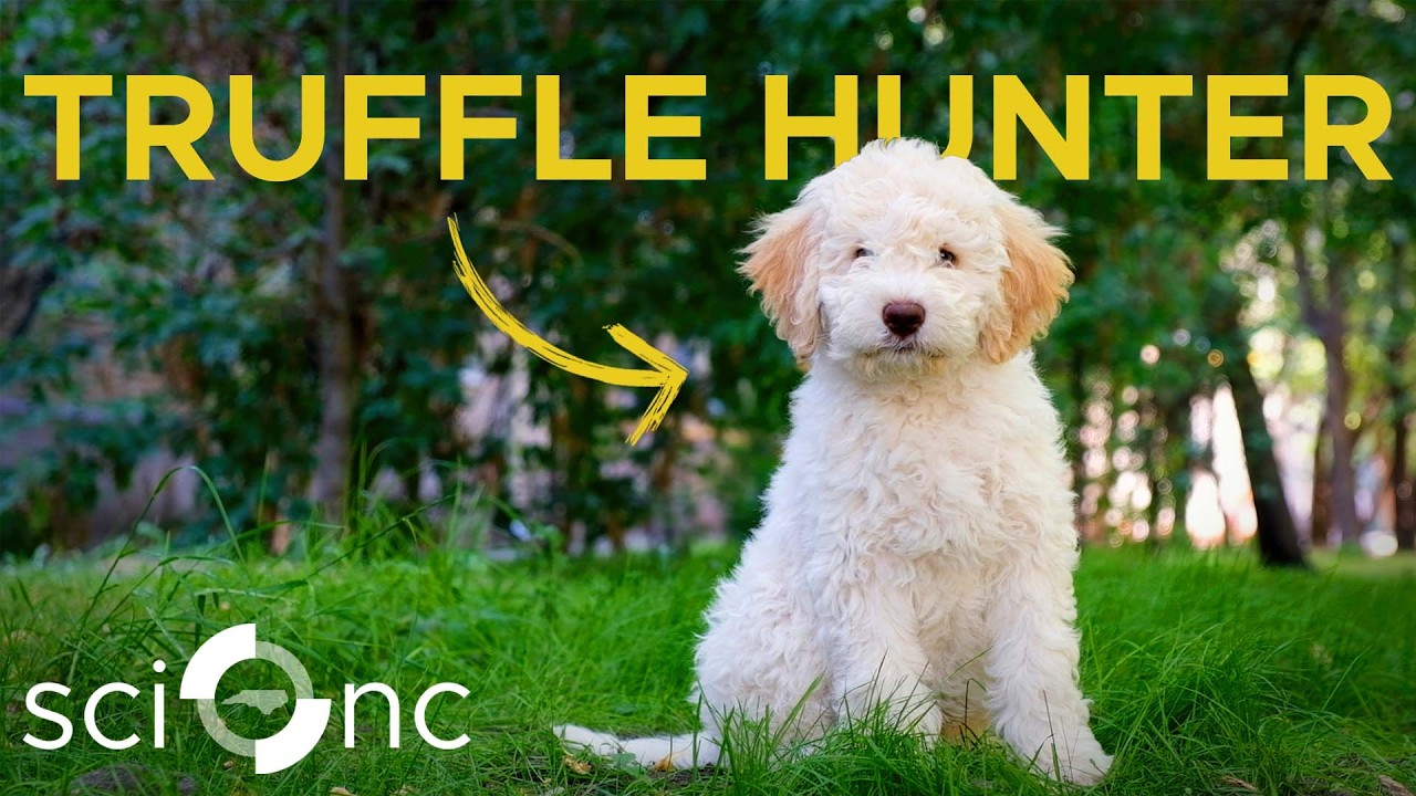 These ADORABLE dogs are crucial for truffle farming