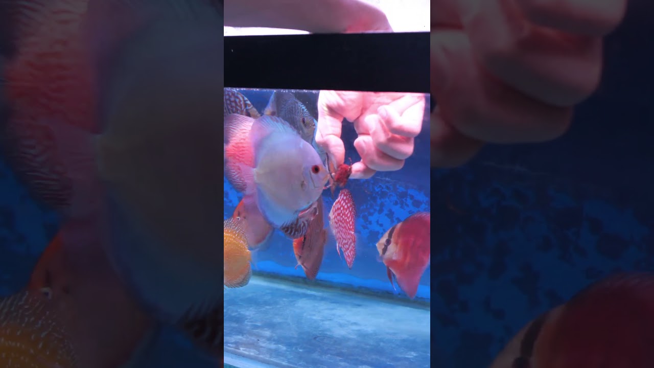 #OwnerStory Tantangan Dibalik Bisnis Ikan Hias