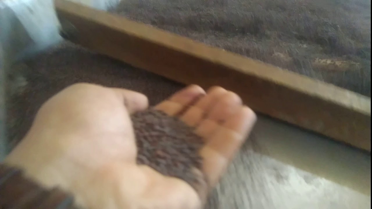 Mustard RH 725 foundation seed processing