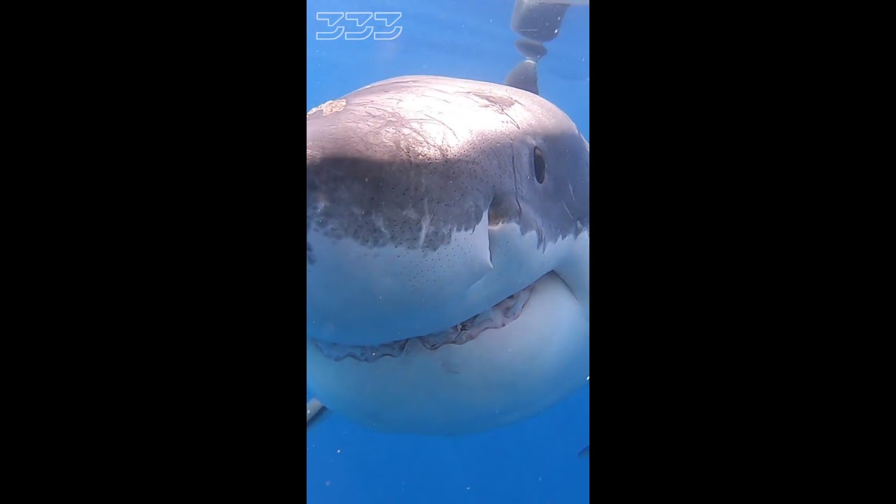 Great White Shark Bite Shorts Sharks Greatwhiteshark