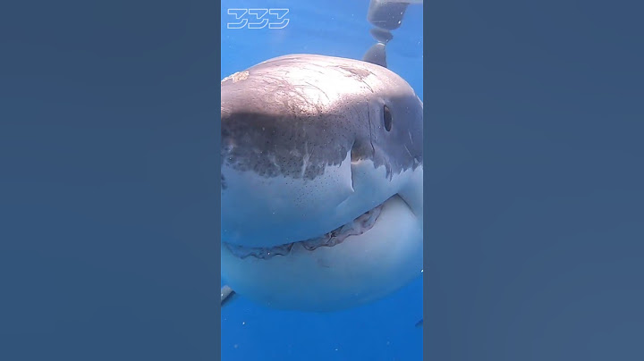Great White Shark Bite #shorts #sharks #greatwhiteshark