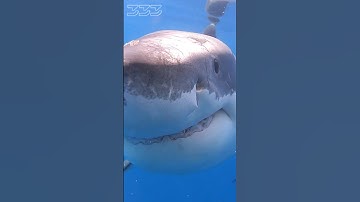 Thumbnail of Great White Shark Bite #shorts #sharks #greatwhiteshark