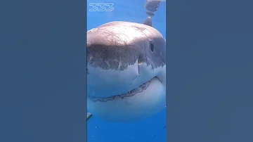 Great White Shark Bite Shorts Sharks Greatwhiteshark 