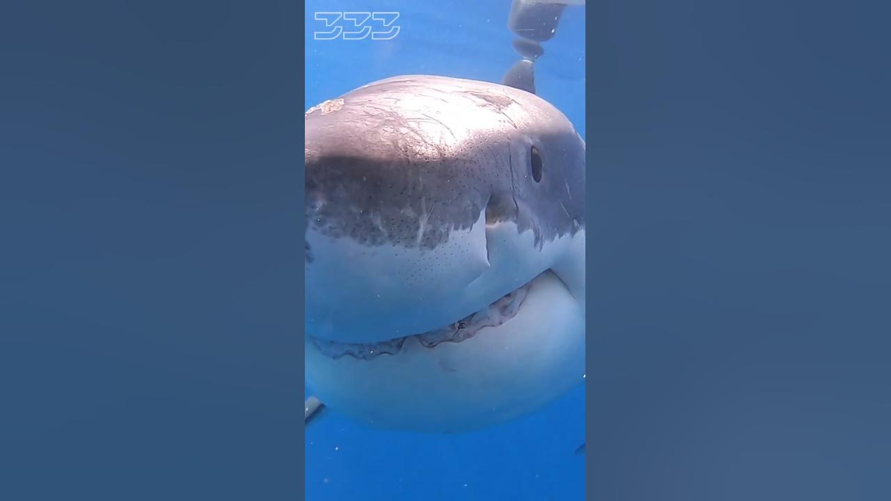 Great White Shark Bite #shorts #sharks #greatwhiteshark