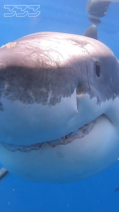 Great White Shark Bite #shorts #sharks #greatwhiteshark