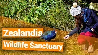 🐦 Zealandia Wildlife Sanctuary in Wellington - New Zealand's Biggest Gap Year