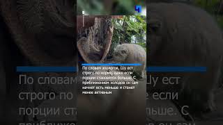 Манул Шу из Ленинградского зоопарка набирает «зимнюю форму»