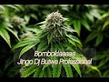 Bomboklaaaaa Jingo Dj Butwa Professional Kuola Kipaji Brand