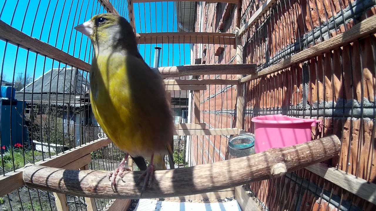 Пение Зеленушки. (Carduelis chloris) Голоса птиц Зеленушка. European greenfinch.