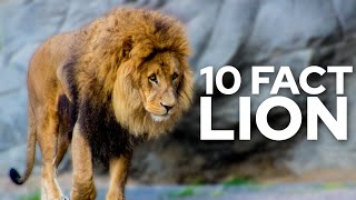 10 Fascinating Fact About Lion