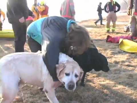 Dogs rescued from Lake Ontario