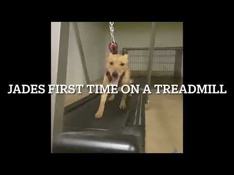 American miniature game terrier jade