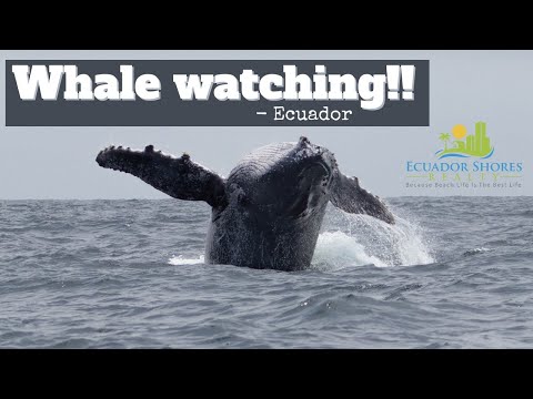 Whale watching in Ecuador - Puerto Lopez- With Ecuador Shores Realty