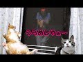 お母ちゃん幽霊が出た！怖がる♀猫こむぎ＆♂猫だいず【猫日記こむぎ＆だいず】2017.07.24