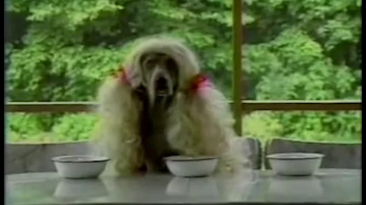 Sesame Street - Wegman Dogs - Goldilocks