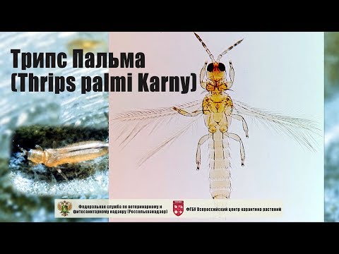 Video: Thrips Tembakau Polifag