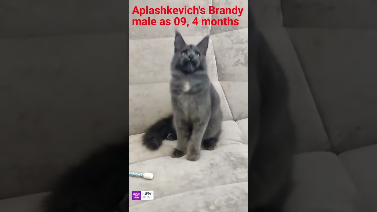 Maine coon ⚜️Aplashkevich's Brandy⚜️  color blue smoke MCO as 09, son of World Champion 🏆