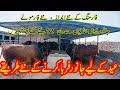 Cattle Farming in Pakistan Punjab / Wachaa Farming Business in Pakistan / Fattening For Eid