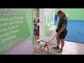 Before and After - Miami Dog Training - Liberty the Bulldog - 2 week bootcamp Before and After - Miami Dog Training - Liberty the Bulldog - 2 week bootcamp