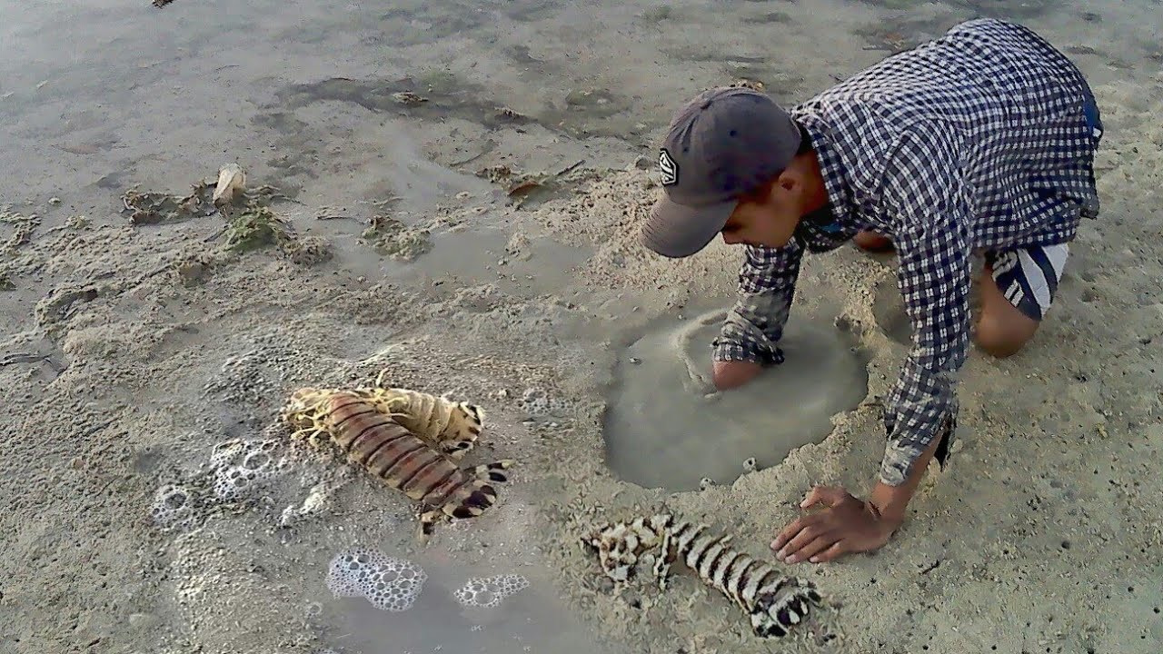 Catching Mantis Shrimp - Three Giant Mantis Shrimp in the Hole I Managed to Catch | Catch n Cook Catching Mantis Shrimp - Three Giant Mantis Shrimp in the Hole I Managed to Catch | Catch n Cook #1