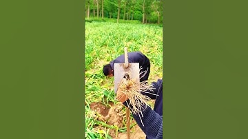 simple tool for harvesting spring onions #shorts
