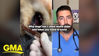 Vet shows how he dislodges wood chip stuck in golden retriever's mouth | GMA