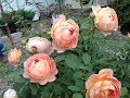Июнь.  Обильное цветение роз. Сорта. Чем кормлю и как защищаю?