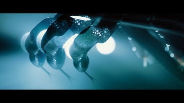 Versus Me - Snakes (Official Music Video)