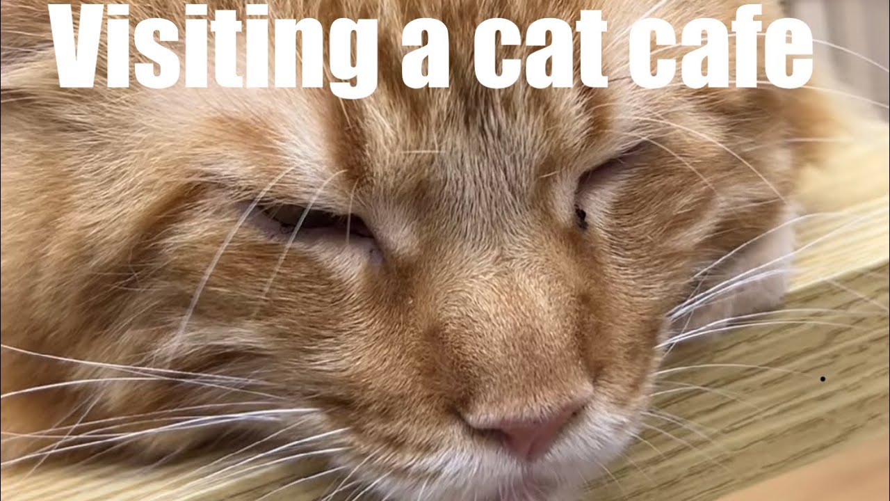 Visiting a cat cafe in JB