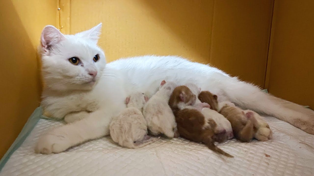 My Cat Gave Birth to 5 Kittens! YouTube