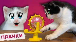 3 Смешных Пранка Над Котами | Вот Что Мы Купили На Aliexpress Для Кошек!  Лучшие Приколы С Котами!