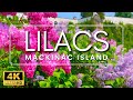 The largest lilacs in the world  mackinac island lilac festival 2023  lilac garden tour