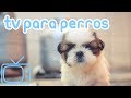 TV de perro! Videos para entretener a los perros con música relajante!