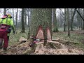 Work in the forest with STIHL MS 500i together with WELTE 100 and felling wedge TR30-AQ - 42/21