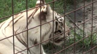 BIG CAT KID'S TOUR!